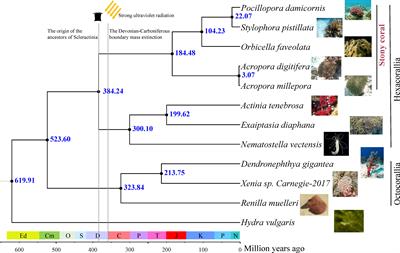 DNA repair-related genes are the key for stony coral ancestors to survive under elevated levels of UVR